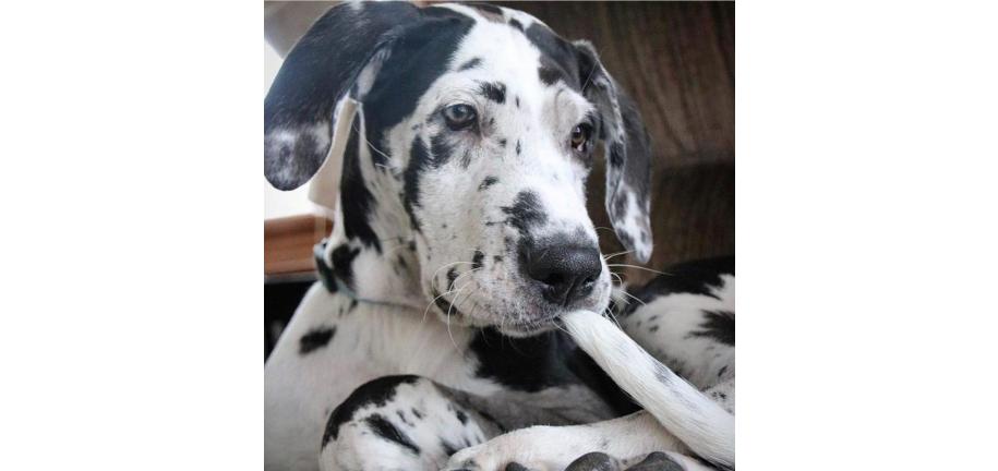 愛犬をより理解し、コミュニケーションするための8つのヒント