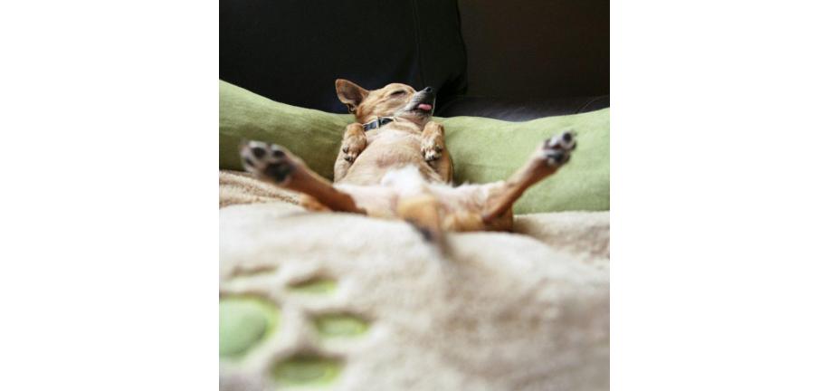 愛犬をより理解し、コミュニケーションするための8つのヒント