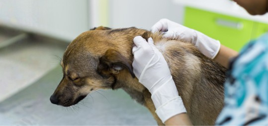 乾燥する季節｜犬の皮膚・肉球ケアの基本