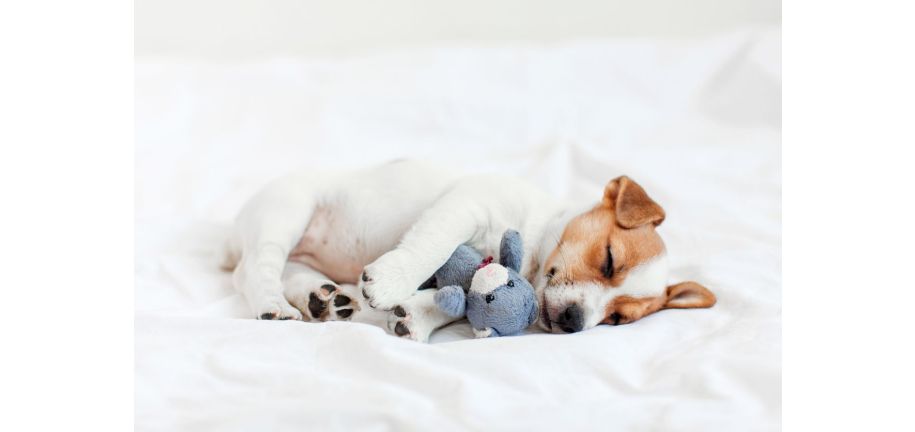 犬が寝ているときにクンクン鳴いたり、動いたりするのはなぜ?