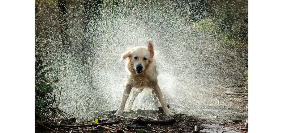 雨は犬にどんな影響をおよぼしますか?