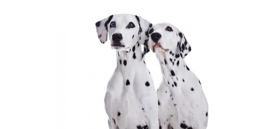 犬の皮膚アレルギーについて