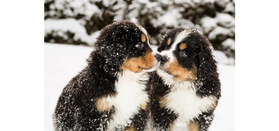 犬の足にとって冬は過酷かもしれません