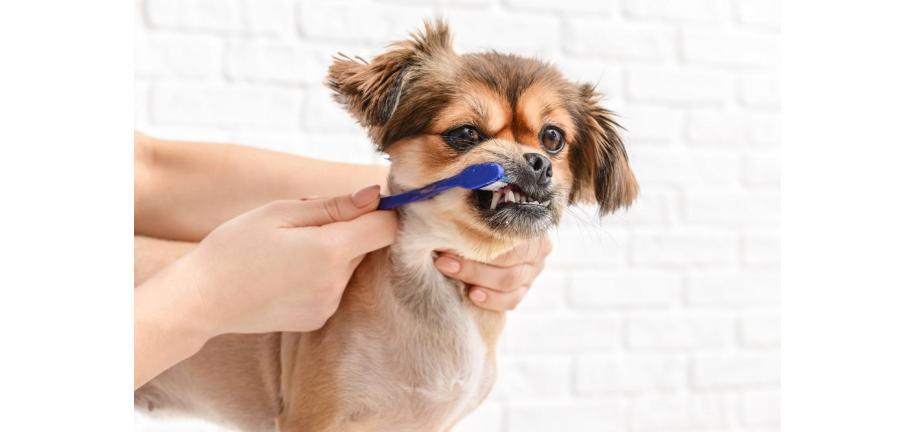 老犬の歯科疾患