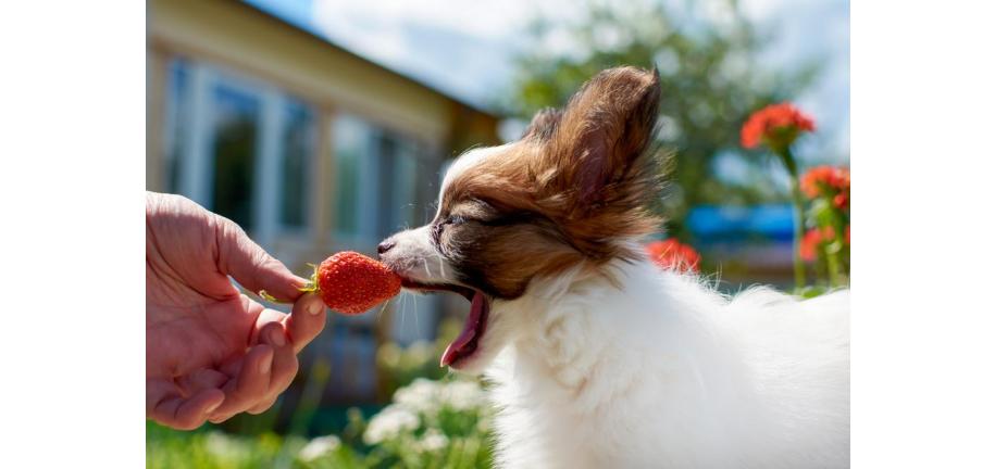  犬はイチゴを食べることができますか？