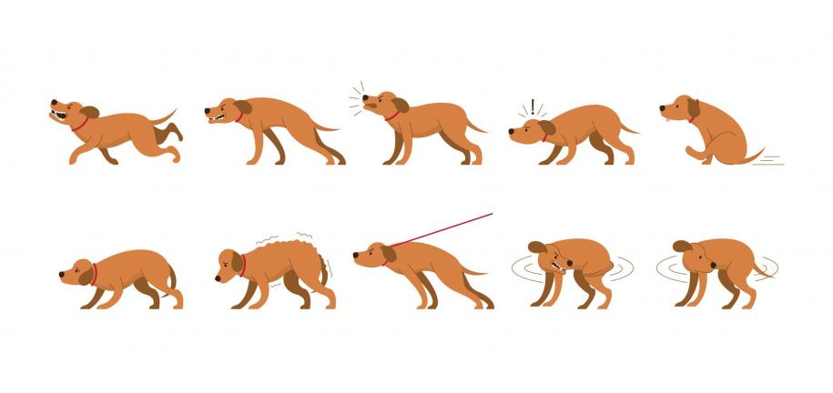 あなたの愛犬の行動は何を意味するのでしょうか？