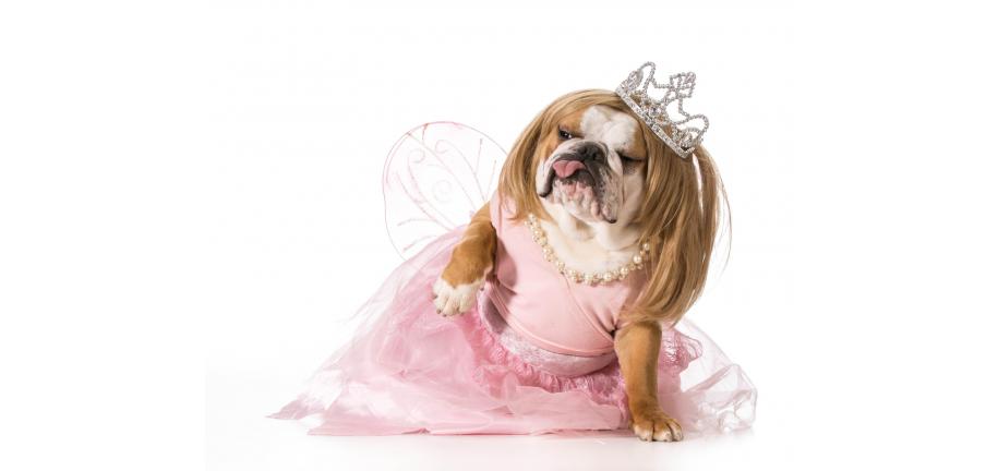 犬がハロウィンを安全に過ごすためのヒント