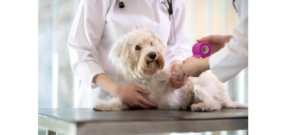 犬の爪が折れた場合の応急処置