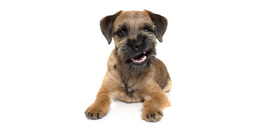あなたの愛犬の行動は何を意味するのでしょうか？