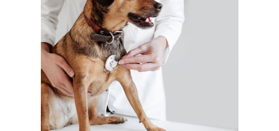 1月のウェルネスガイド：内側から整える、愛犬のための栄養とケア