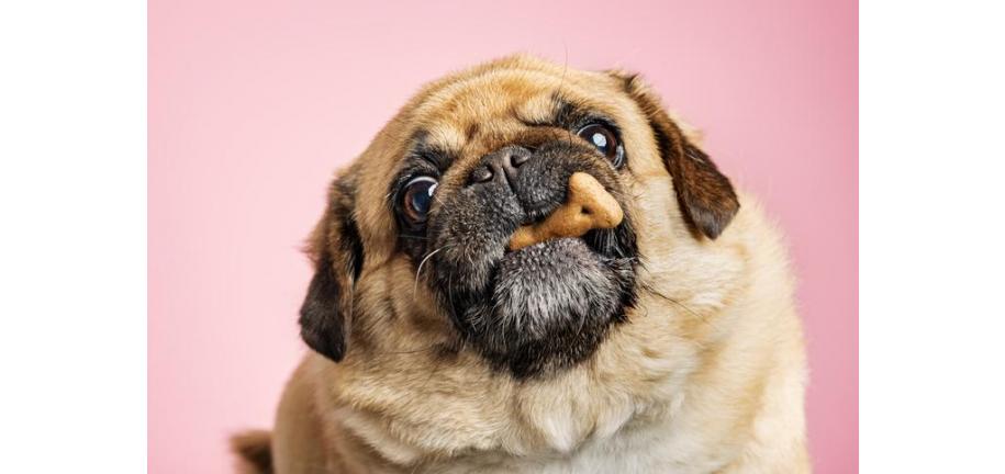 太りすぎの犬に適したフード