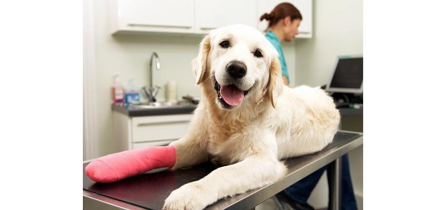 犬の爪が折れる原因とは