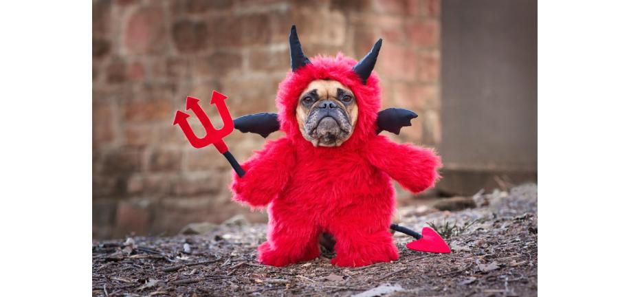 犬がハロウィンを安全に過ごすためのヒント