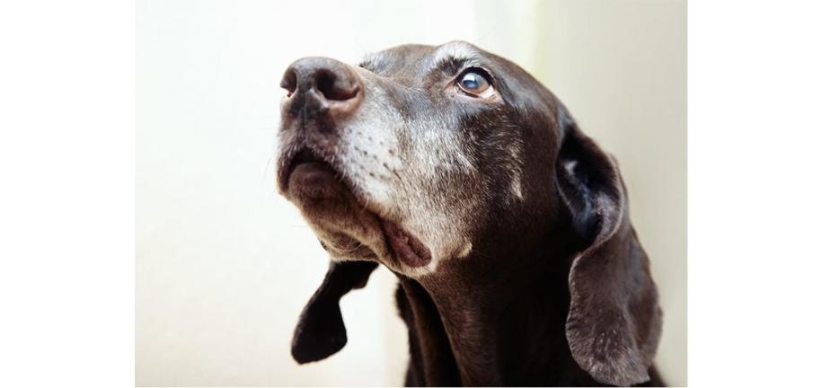 シニア犬にはどんな食事を与えるべき？