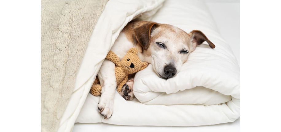 犬が寝ているときにクンクン鳴いたり、動いたりするのはなぜ？