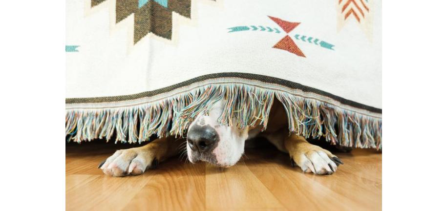 雷雨:犬を落ち着かせるための5つのヒント