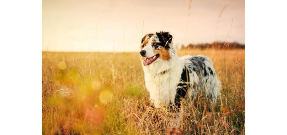  犬用のターメリック（ウコン）： 効用と使用方法