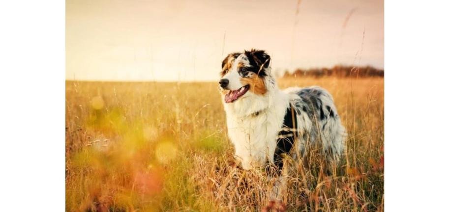 犬用のターメリック（ウコン）： 効用と使用方法