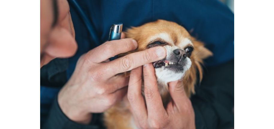 1月のウェルネスガイド：内側から整える、愛犬のための栄養とケア