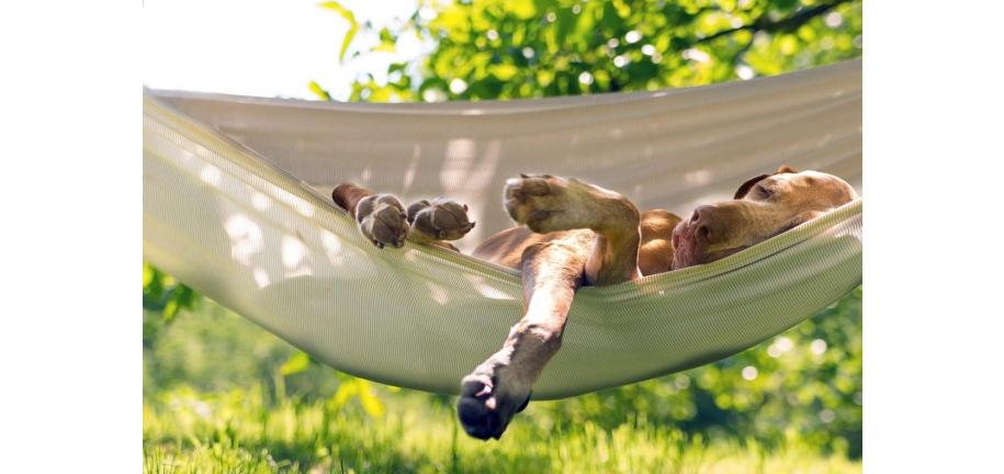 あなたの犬が夏を涼しく過ごすためのアクティビティ