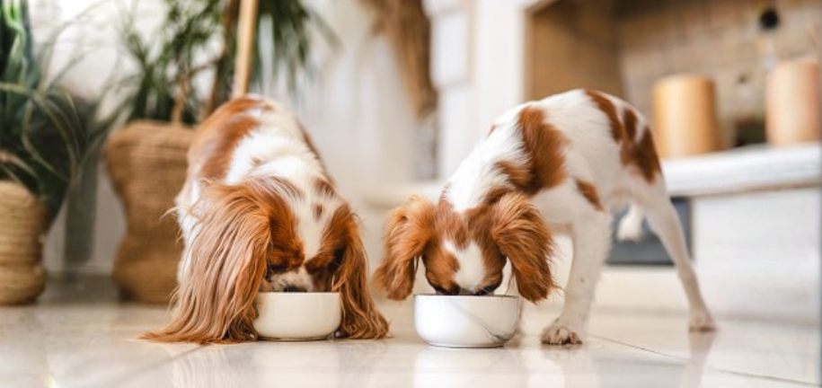 犬の健康を支えるショウガの力