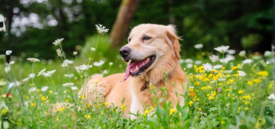 愛犬と迎える春｜今見直したい生活習慣