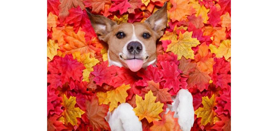 犬が秋を愛する理由！
