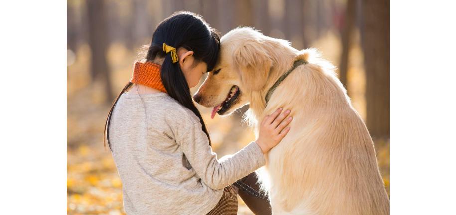 犬が人間に愛を示す5つの行動