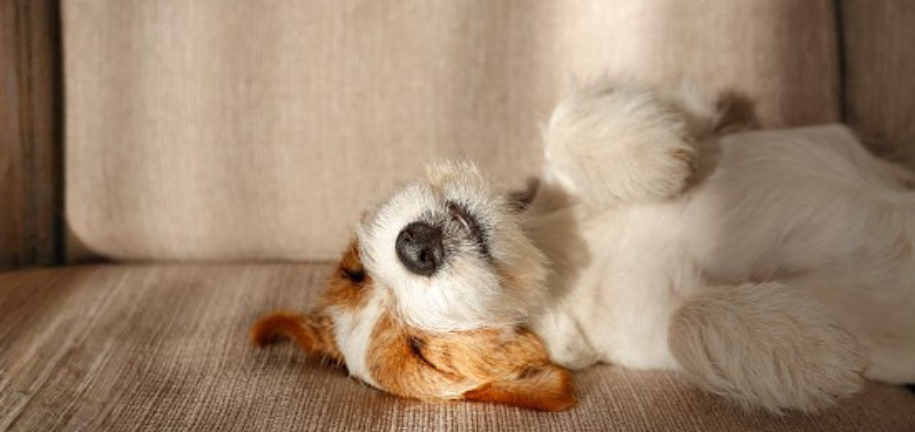 犬の睡眠時間は季節で変わる？