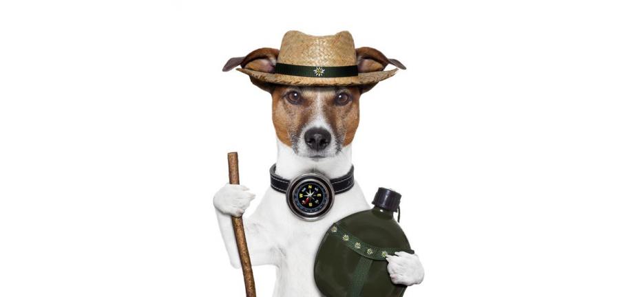 犬の体内コンパス