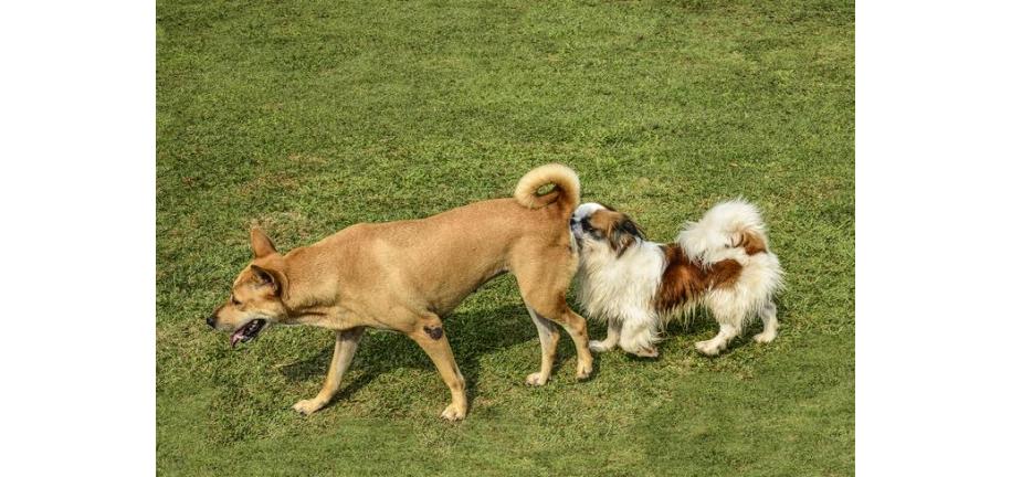 なぜ犬はお互いのお尻を嗅ぎ合うのか（人間のお尻も)？