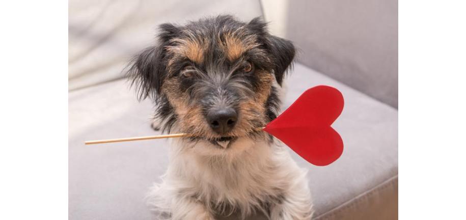 犬の無条件の愛