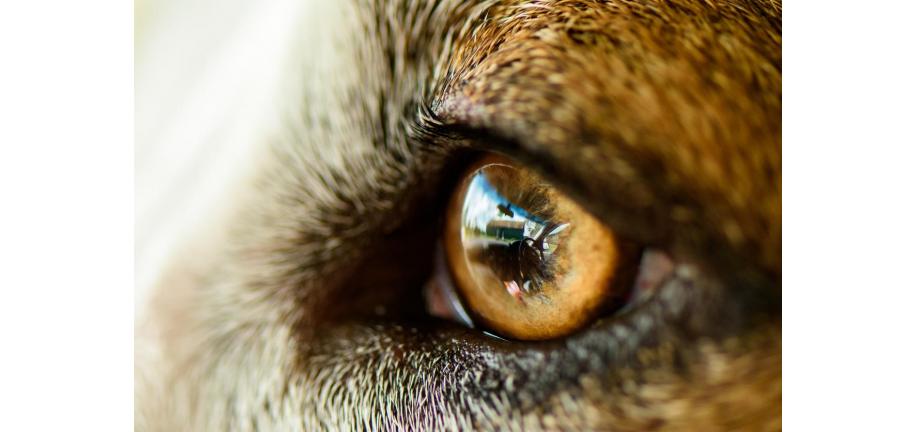 犬に関する驚きの5の雑学