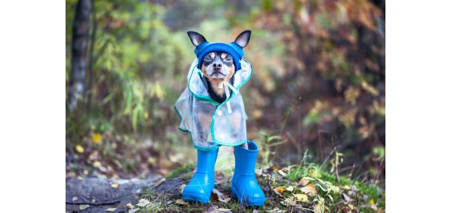 雨は犬にどんな影響をおよぼすでしょうか？