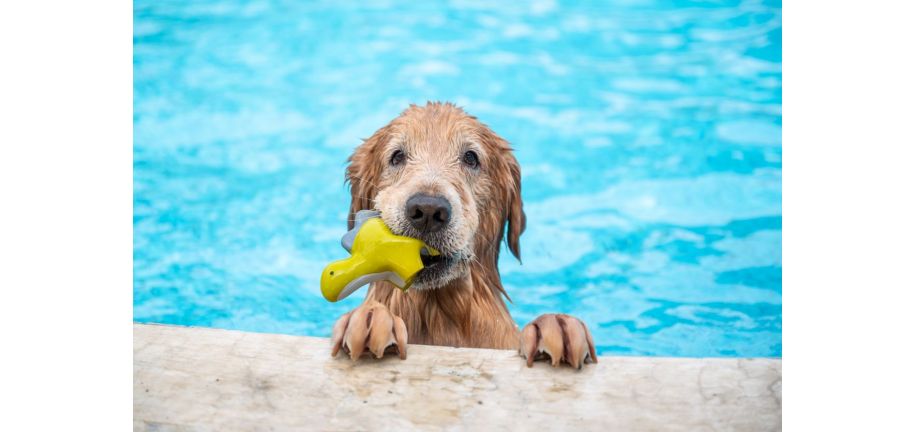 夏の暑さから愛犬を守る6つのコツ