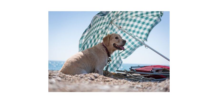 犬にもUV対策は必要？知っておきたい日焼けの話