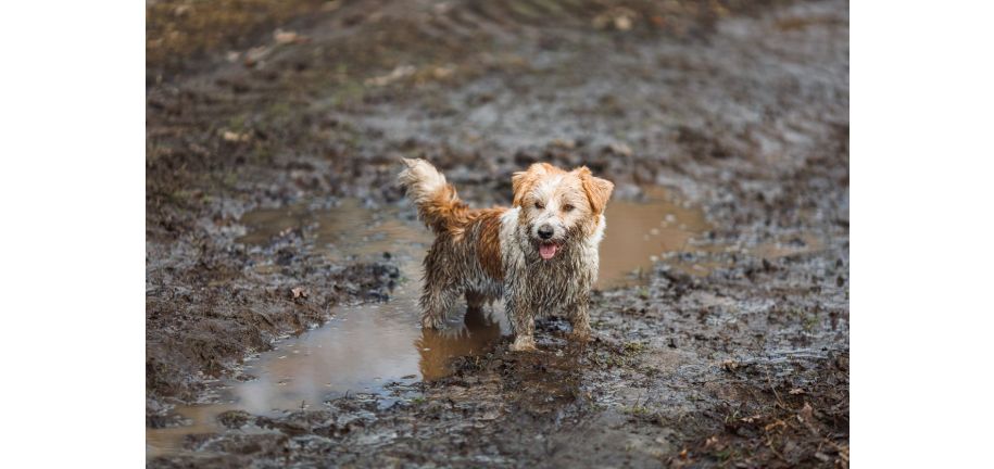 雨は犬にどんな影響をおよぼすでしょうか？
