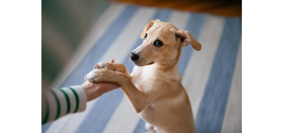 あなたの犬は右利き？それとも左利き？ 