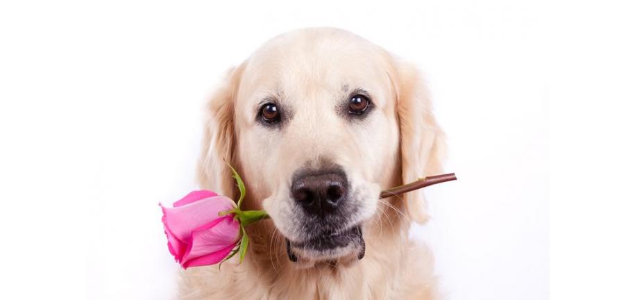 犬の無条件の愛