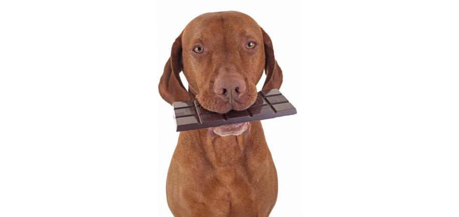 犬にとってのチョコレートの危険性