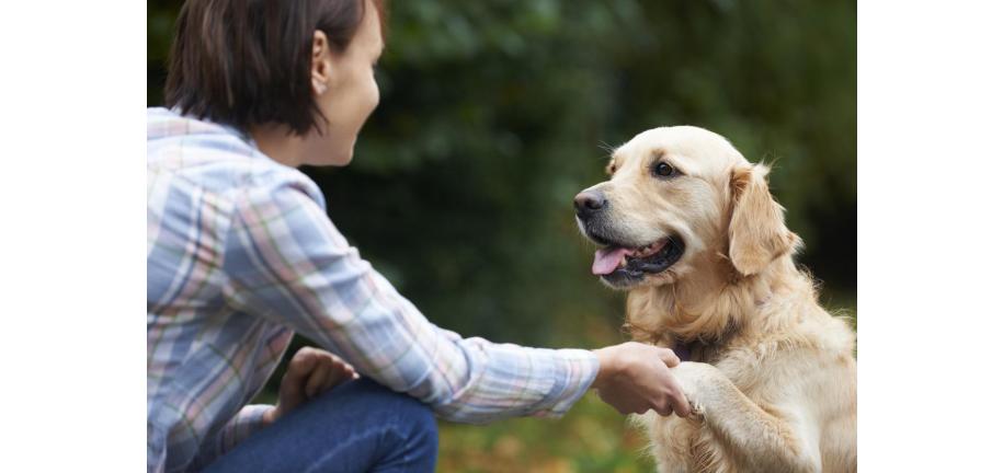 あなたの犬は右利き？それとも左利き？ 