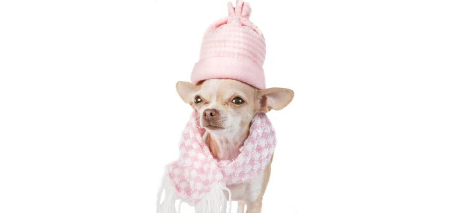 冬の気候の中、あなたの犬を安全に守るために注意できること