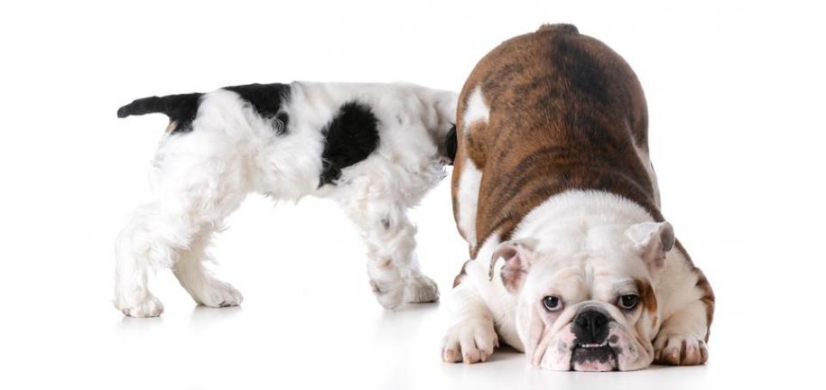なぜ犬はお互いのお尻を嗅ぎ合うのか（人間のお尻も)？