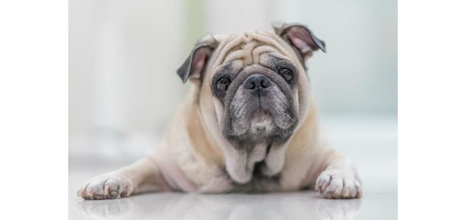 犬の関節炎の治療方法