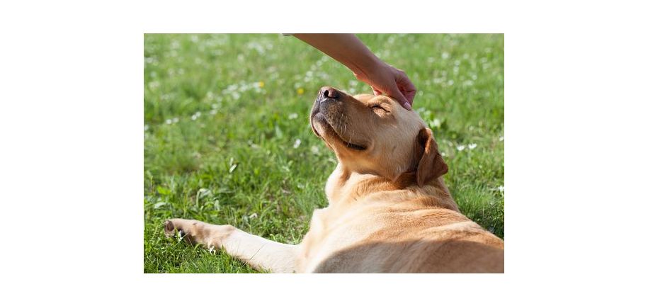 犬にもUV対策は必要？知っておきたい日焼けの話