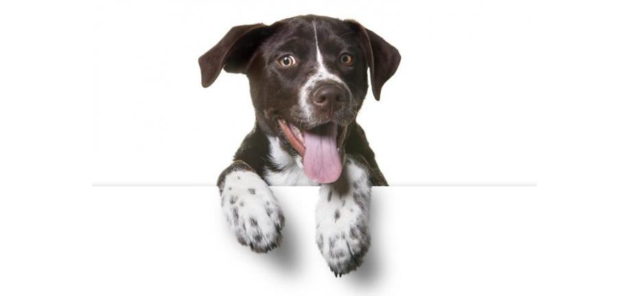 飼い犬の足について知っておくべき3つのこと