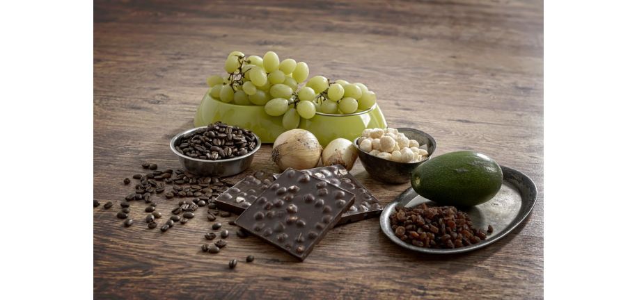 犬に絶対に食べさせてはいけない食べ物