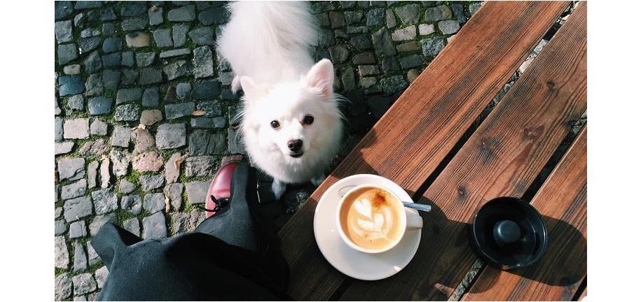 犬がコーヒーを飲んだ場合の対処法とは？