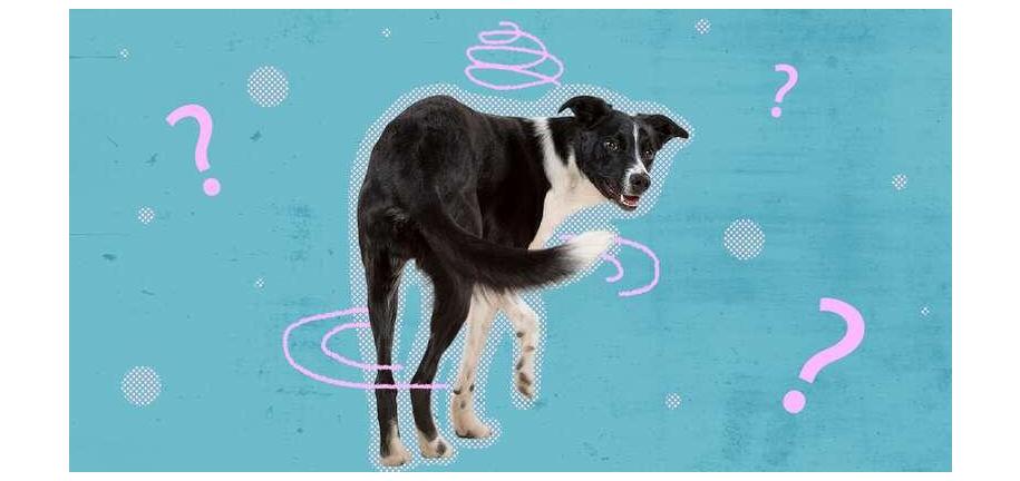 なぜ犬はうんちをする前にくるくる回るのか？