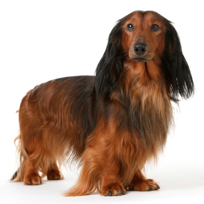 ダックスフンド